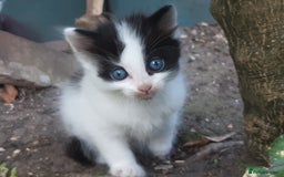 Mixed Breed cats for sale: 6 Kittens Available to take home today 😸  - Image 22