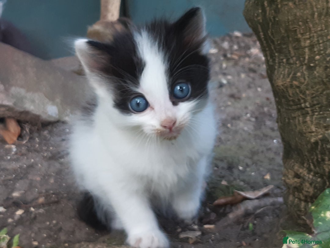 Mixed Breed cats for sale: 6 Kittens Available to take home today 😸  - Image 22