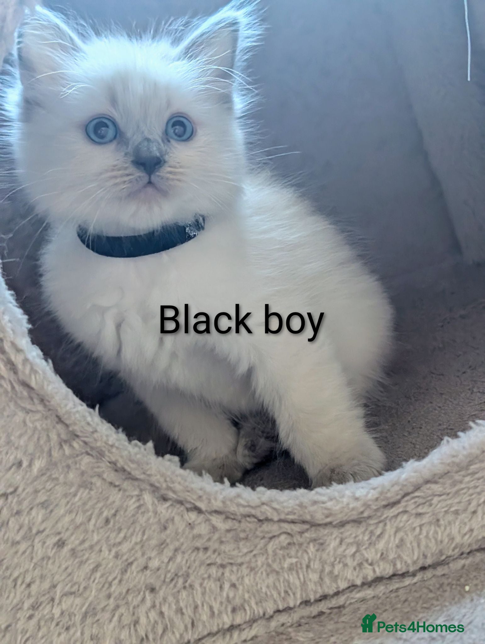 Ragdoll cats Ragdoll X 2 boys avilable  - Advert 2
