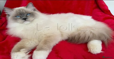 Ragdoll cats - Advert 5