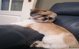 Shih Tzu dogs for sale: Shih tzu  - Image 2