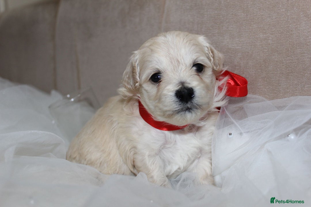 Maltipoo dogs for sale: F1 small Maltipoo puppies - Image 13