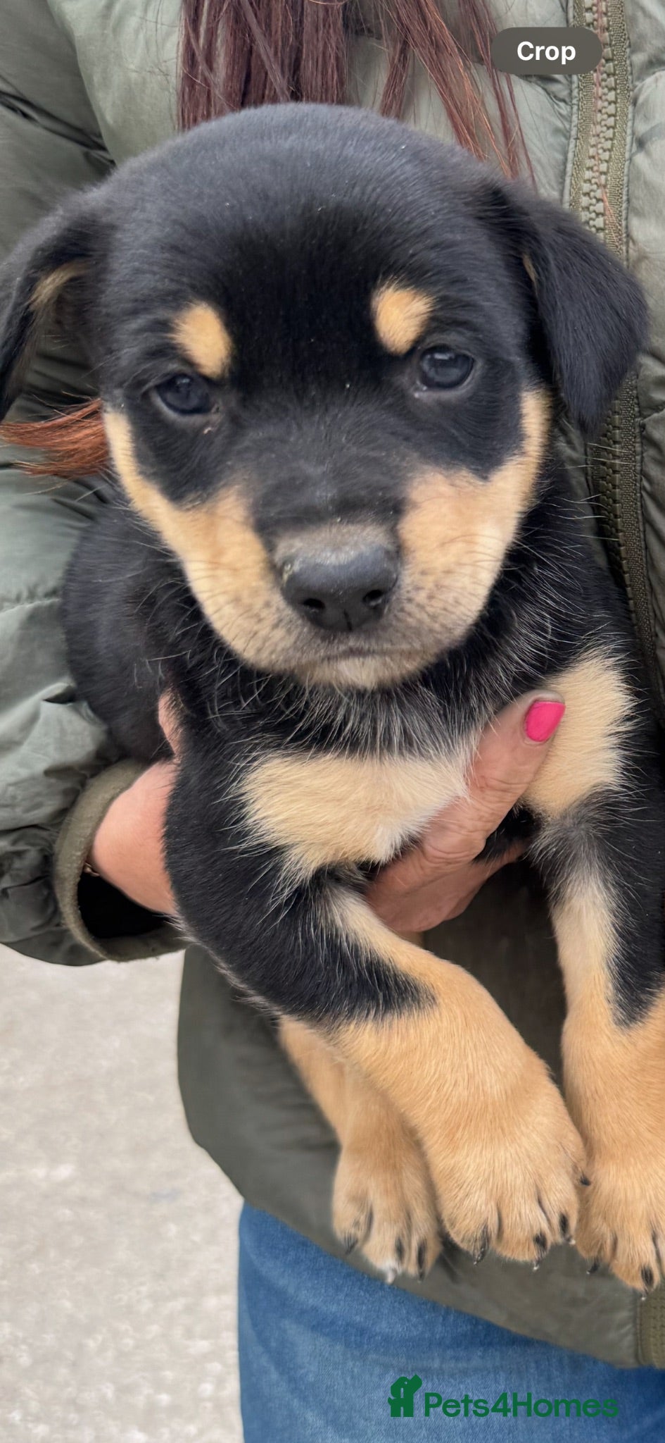Australian Kelpie dogs Stunning Farm Breed Kelpies - Advert 2