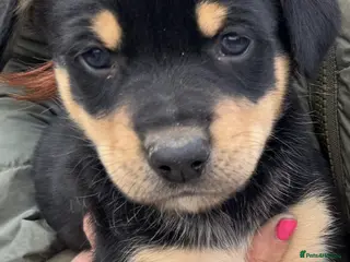 Australian Kelpie dogs Stunning Farm Breed Kelpies - Advert 1