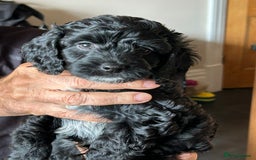 Cockapoo dogs for sale: F2 Cockapoo Puppies - Image 8