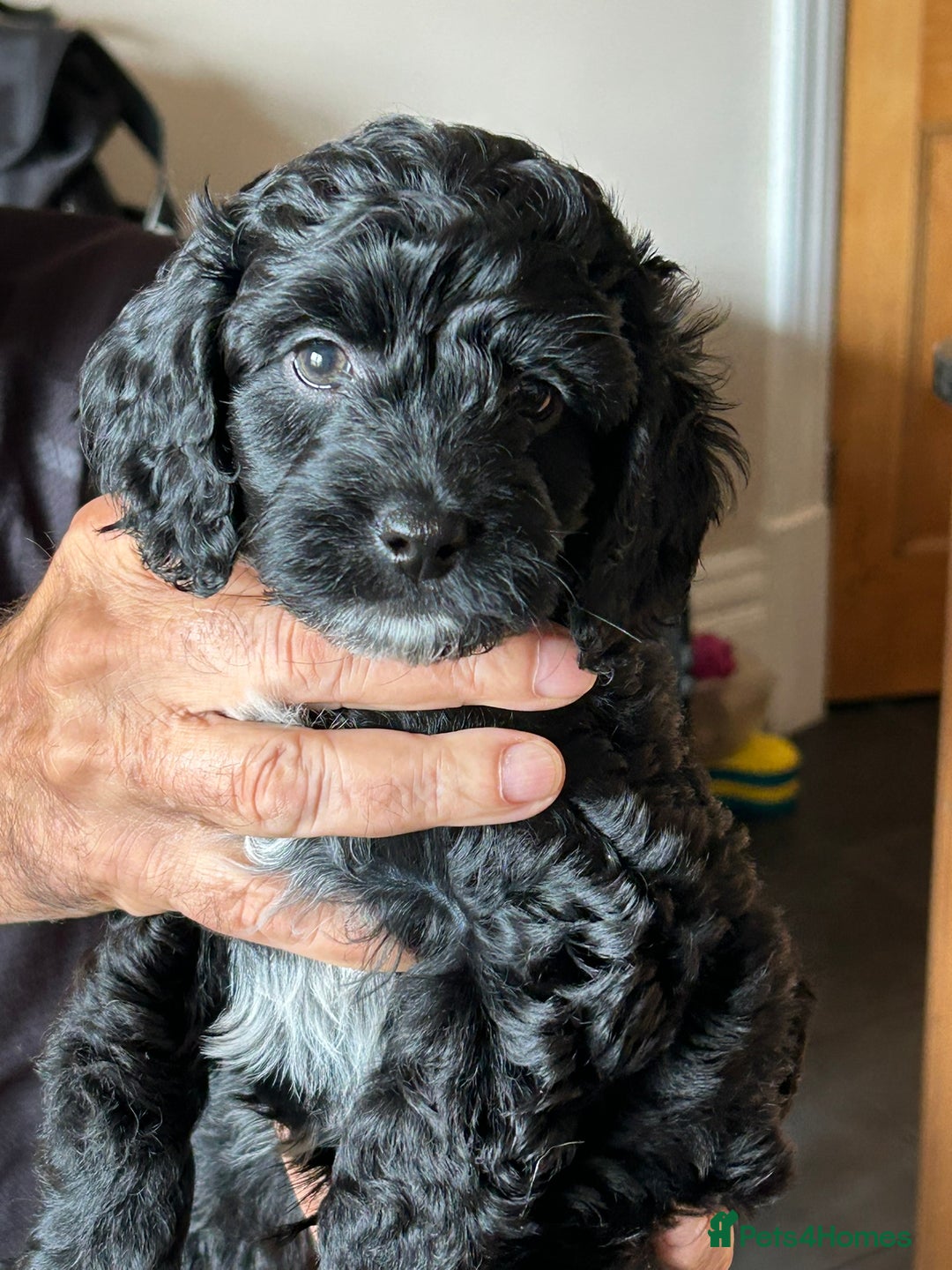 Cockapoo dogs for sale: F2 Cockapoo Puppies - Image 8