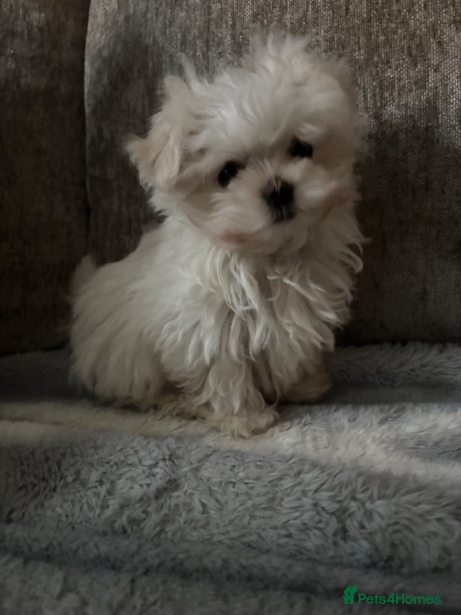 Maltese dogs stunning Korean Maltese puppies - Advert 7