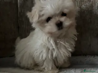 Maltese dogs stunning Korean Maltese puppies - Advert 7