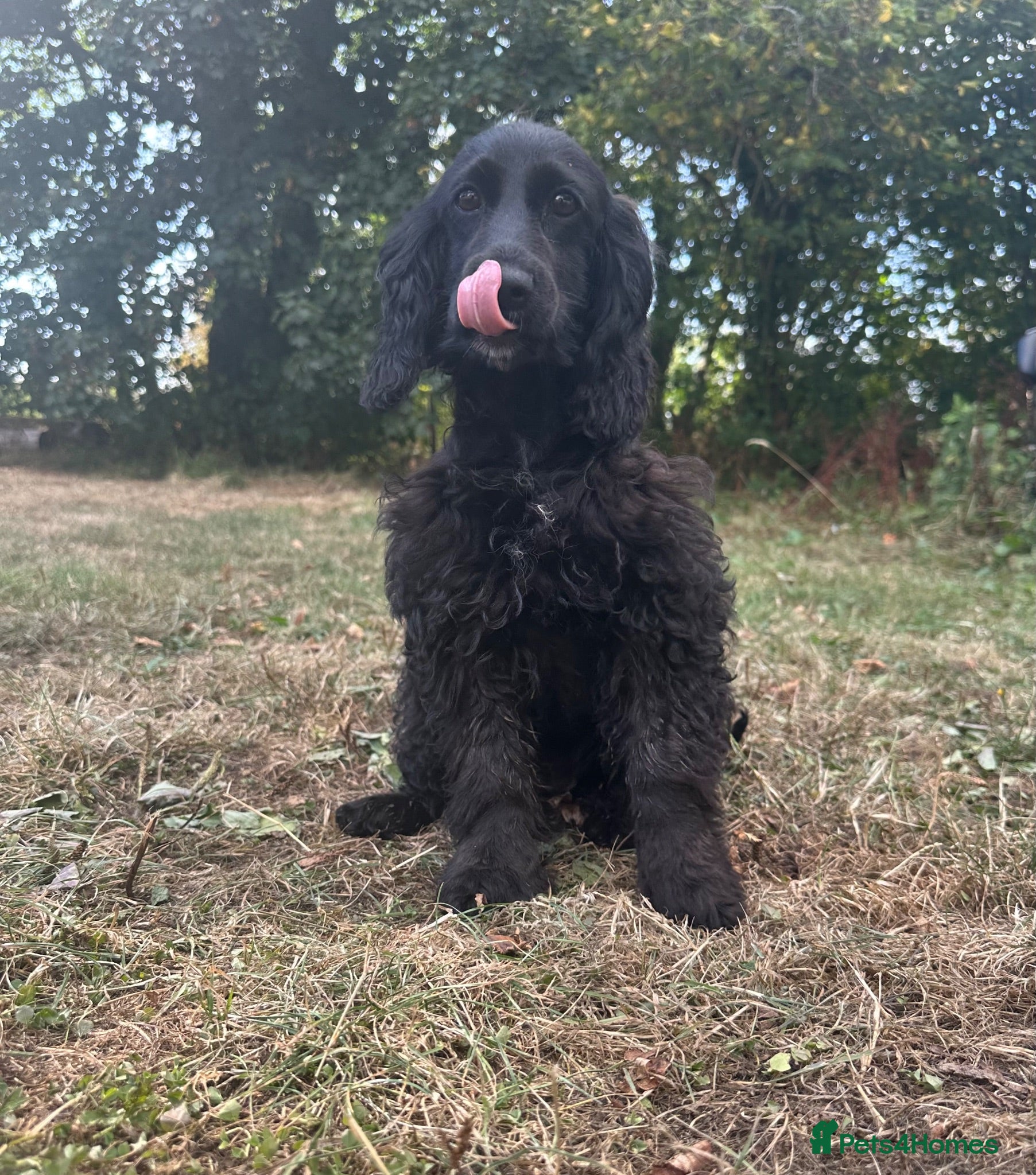 Cockapoo dogs Lisa lashes fully vaccinated  - Advert 1