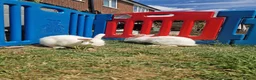 British Giant rabbits for sale: Spanish giant rabbits  - Advert 3