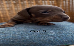 Dachshund dogs for sale: Gorgeous mini dachshund puppies!! - Image 14