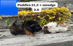 Guinea Pig rodents for sale: Baby guinea pigs available now. Sheffield. - Image 21