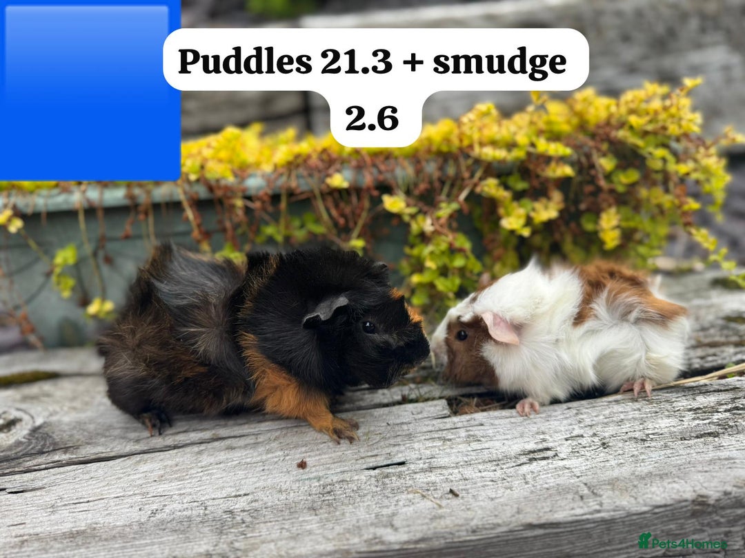 Guinea Pig rodents for sale: Baby guinea pigs available now. Sheffield. - Image 21