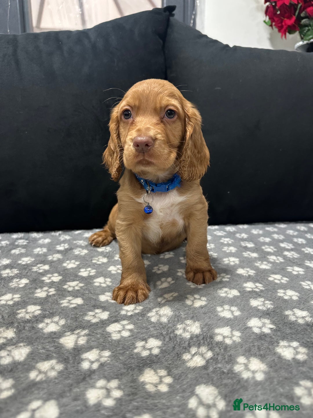Cocker Spaniel dogs for sale: 3 beautiful cocker spaniel puppies left  - Advert 6