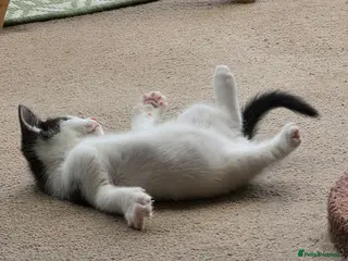 Mixed Breed cats Every Colour Imaginable! Bo's blue-eyed Beauties - Advert 18