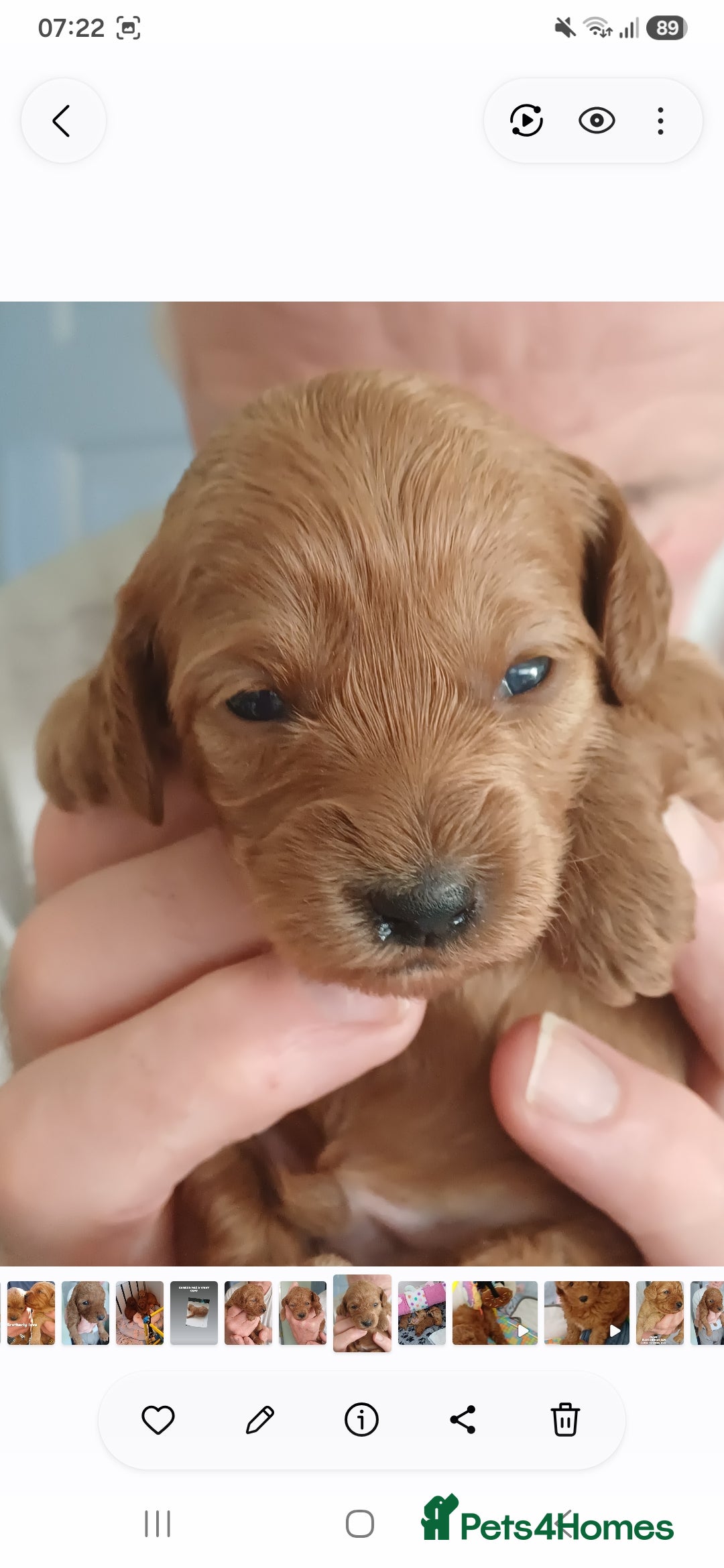 Cavapoo dogs Heslth-Tested Cavapoos-Raised with ENS & ESI   - Advert 2