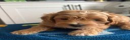 Maltipoo dogs for sale: Maltipoo Male Puppies in Glasgow - Advert 19