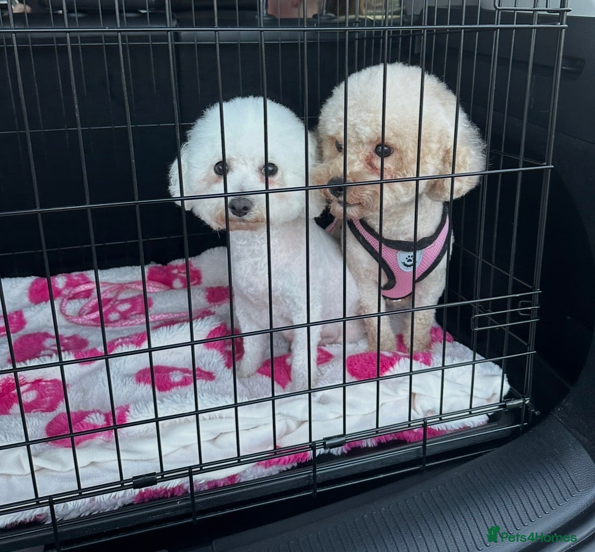 Poochon dogs Poochon - Advert 6