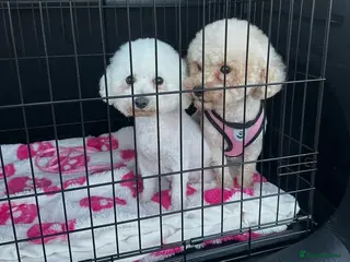 Poochon dogs Poochon - Advert 6