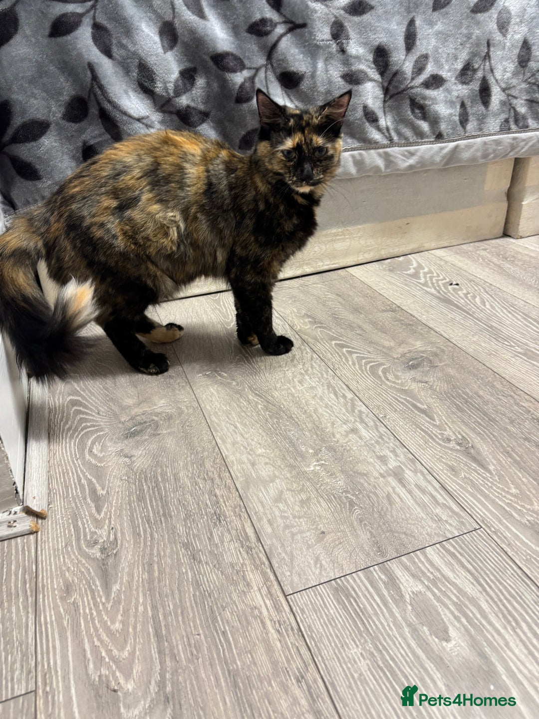 Burmilla cats for sale: Cute cat - Advert 3