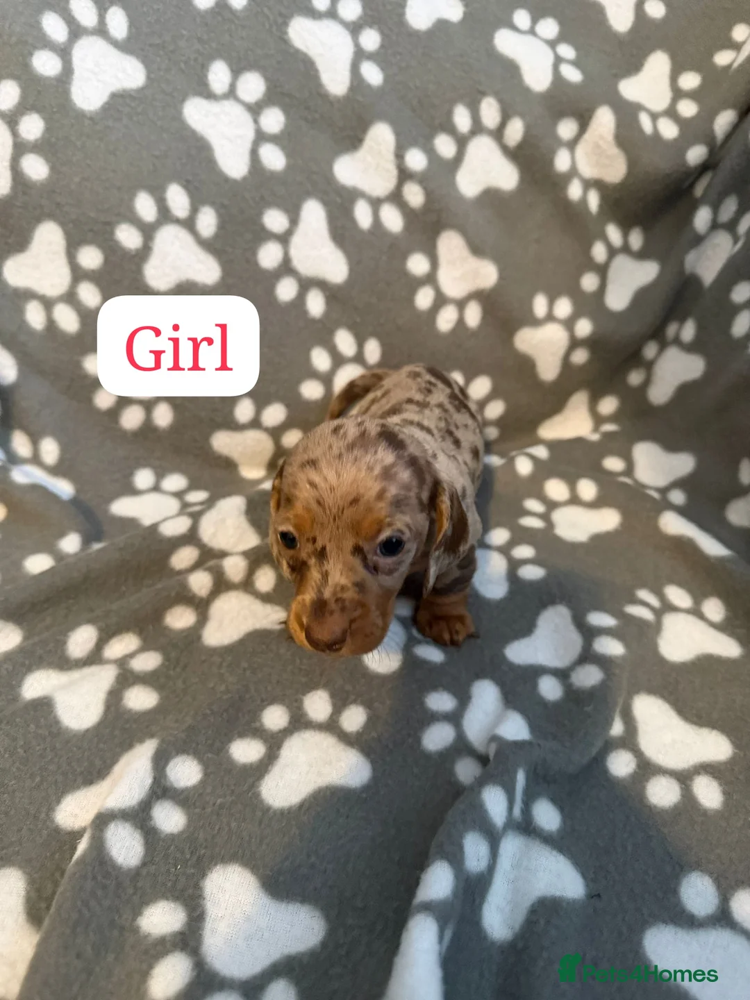 Miniature Dachshund dogs for sale: Miniature dachshund  - Advert 5