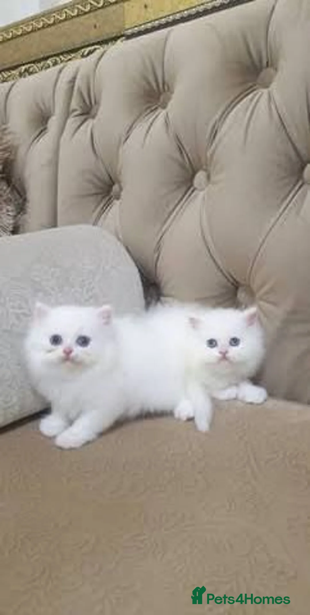 Persian cats for sale: 🐾 Beautiful Persan Kittens 🐾 - Advert 5