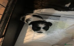 Cocker Spaniel dogs for sale: Beautiful cocker spaniels  - Image 1