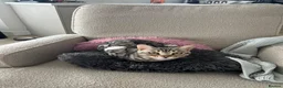 Bengal cats for sale: Silver bengal Nala - Advert 4