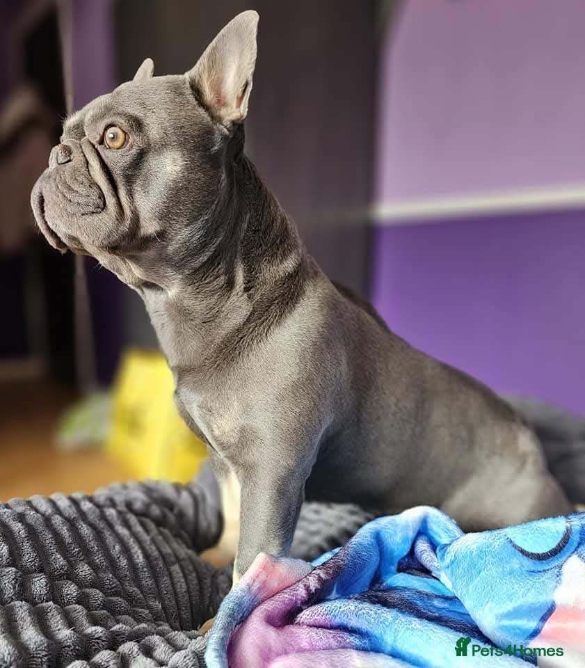 French Bulldog dogs Blue And Tan Frenchie (Stud) - Advert 5
