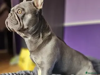 French Bulldog dogs Blue And Tan Frenchie (Stud) - Advert 13