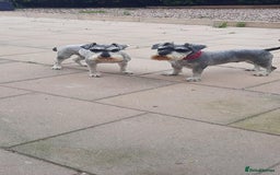 Miniature Schnauzer dogs for sale: Miniature Schnauzer girls - Image 3