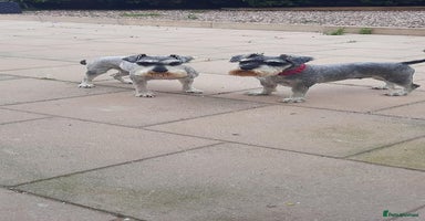 Miniature Schnauzer dogs - Advert 14