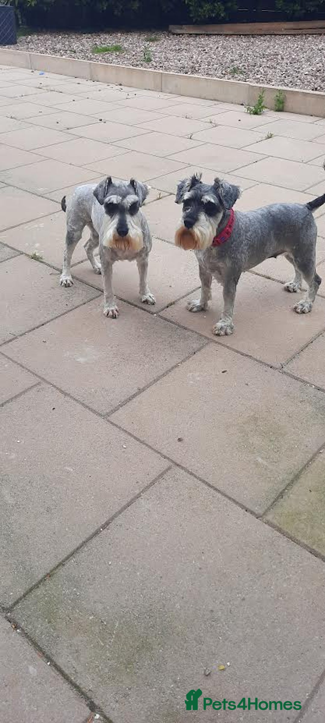 Miniature Schnauzer dogs for sale: Miniature Schnauzer girls - Image 3