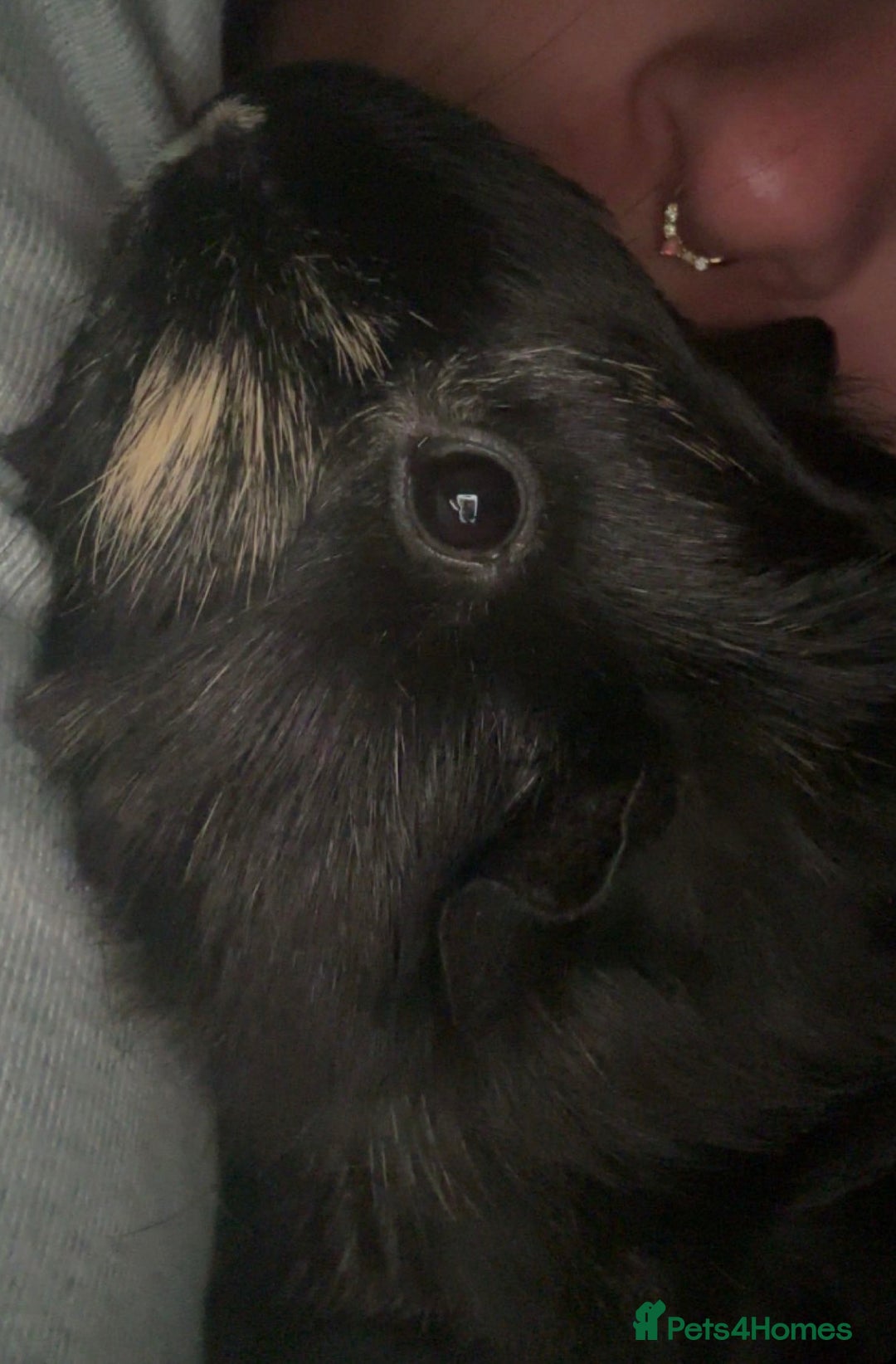 Guinea Pig rodents for sale: Three female guinea pigs  - Advert 2