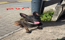 Belgian Shepherd Dog dogs for sale: Belgain malinois pups for sale  - Image 6