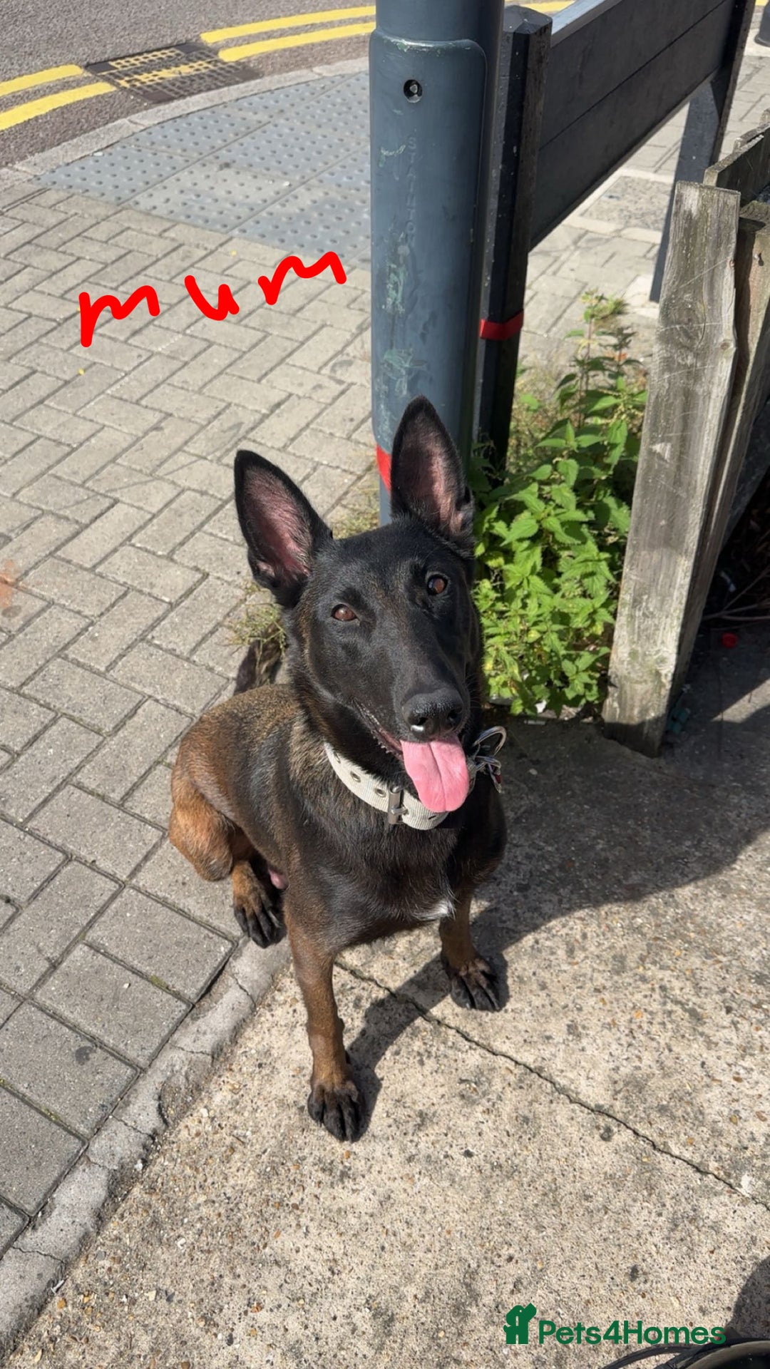 Belgian Shepherd Dog dogs for sale: Belgain malinois pups for sale  - Image 6