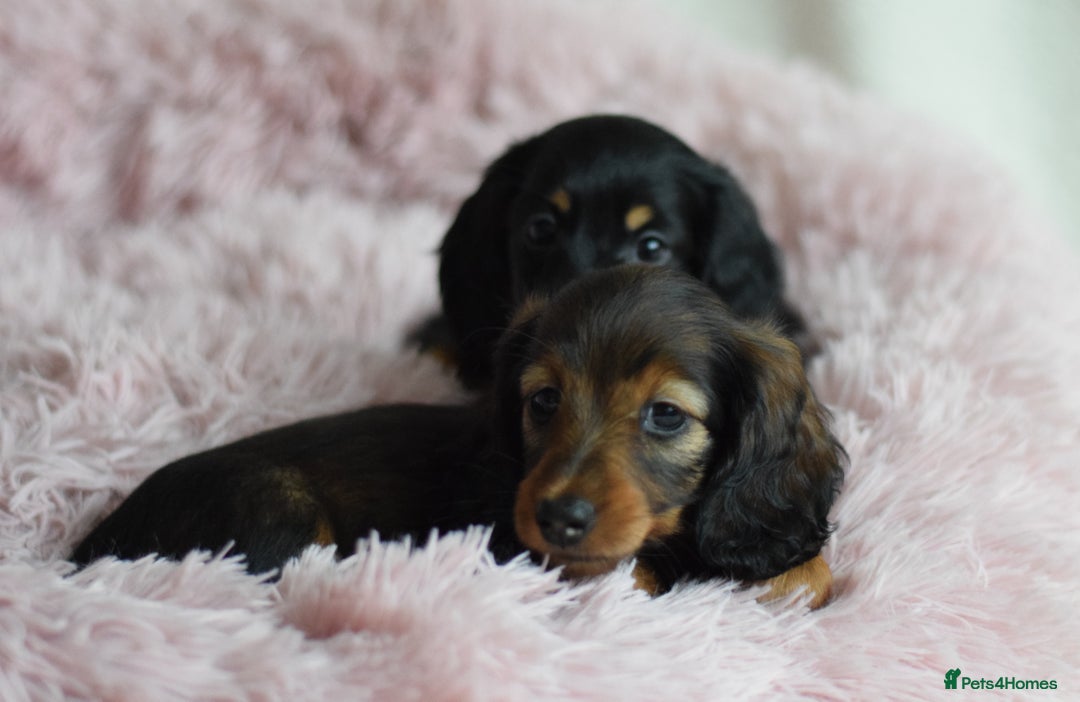 Miniature Dachshund dogs for sale: Gorgeous Longhair Miniature Dachshund Girls - Image 38