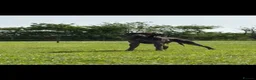 German Shorthaired Pointer dogs for sale: German shorthaired pointer pups  - Advert 2