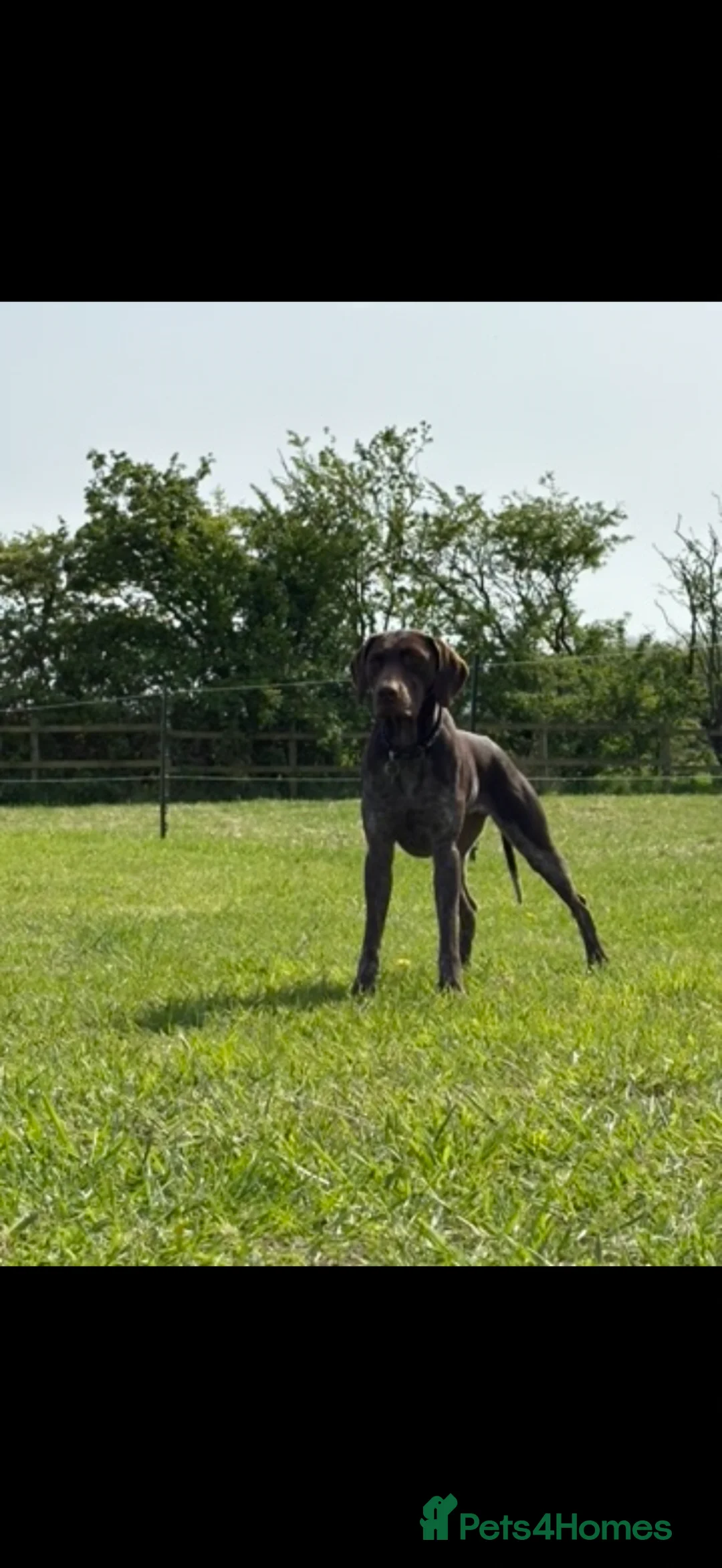 German Shorthaired Pointer dogs for sale: German shorthaired pointer pups  - Advert 2