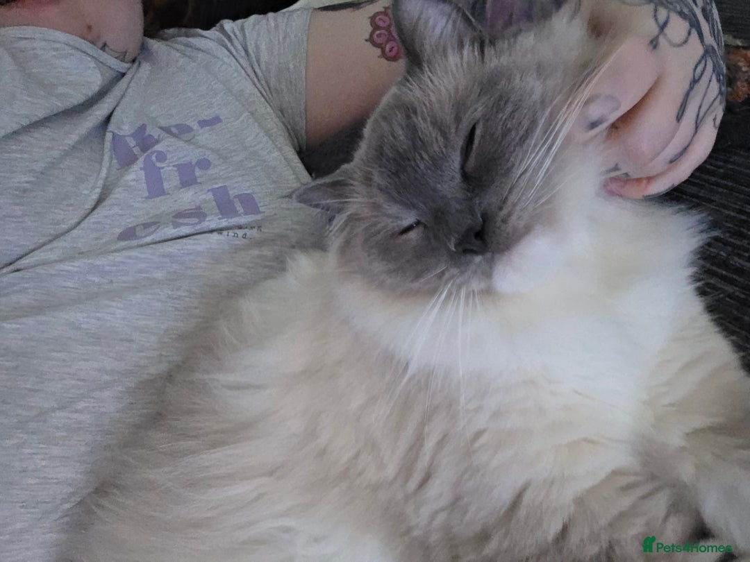 Ragdoll cats for sale: Beautiful Loving Boy - Advert 4