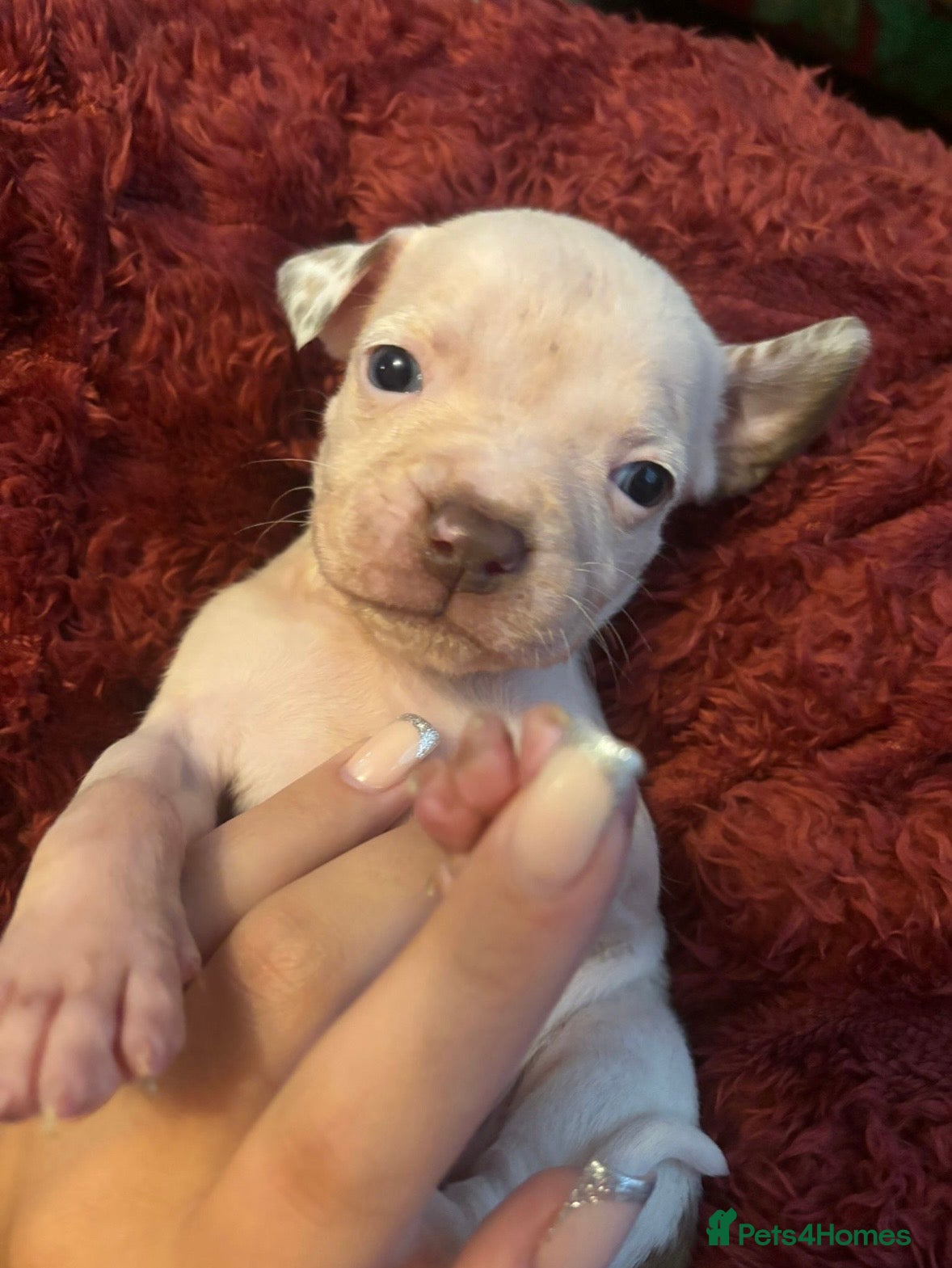 Staffordshire Bull Terrier dogs Pure staff - Advert 17