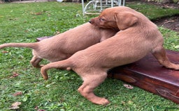 Labrador Retriever dogs for sale: Dark Red and Yellow KC reg DNA Clear Lab Puppies - Image 23