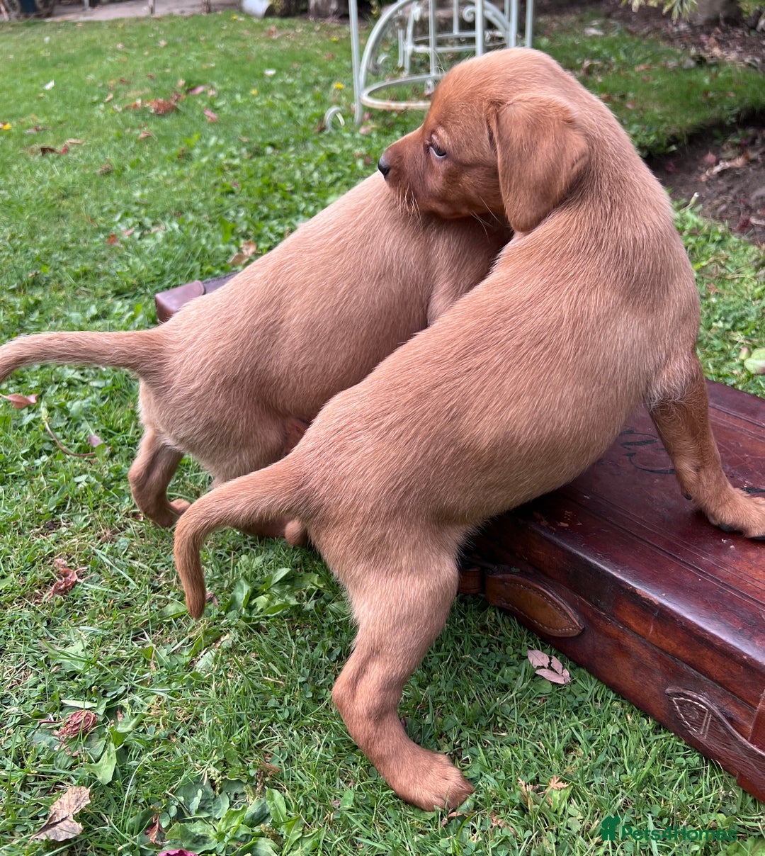 Labrador Retriever dogs for sale: Dark Red and Yellow KC reg DNA Clear Lab Puppies - Image 23