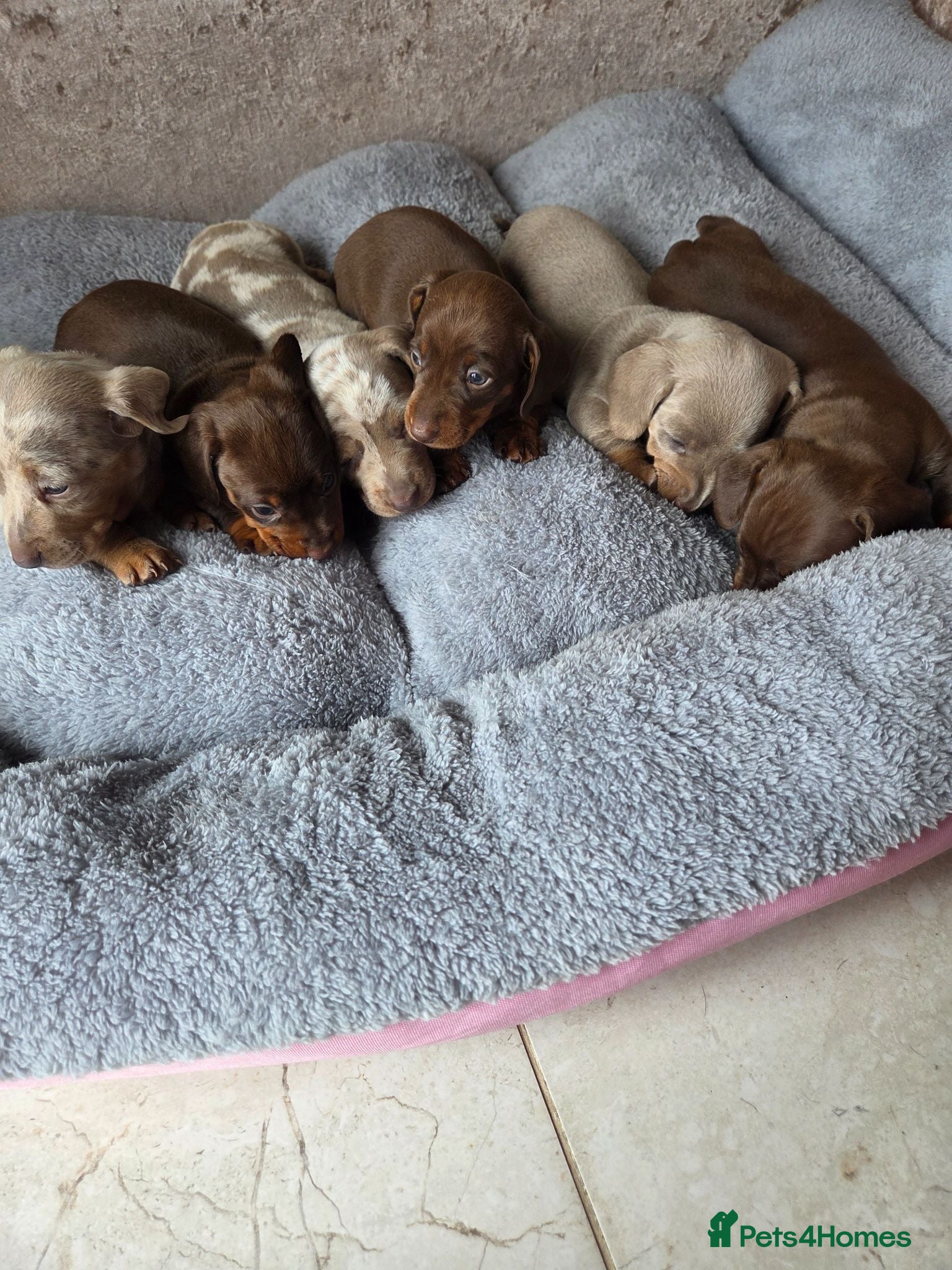 Dachshund dogs Dachshund Puppies for Sale  - Advert 2