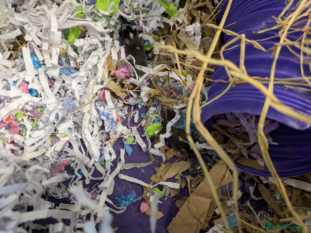 Mouse rodents for sale: Baby mice mixed  - Image 9