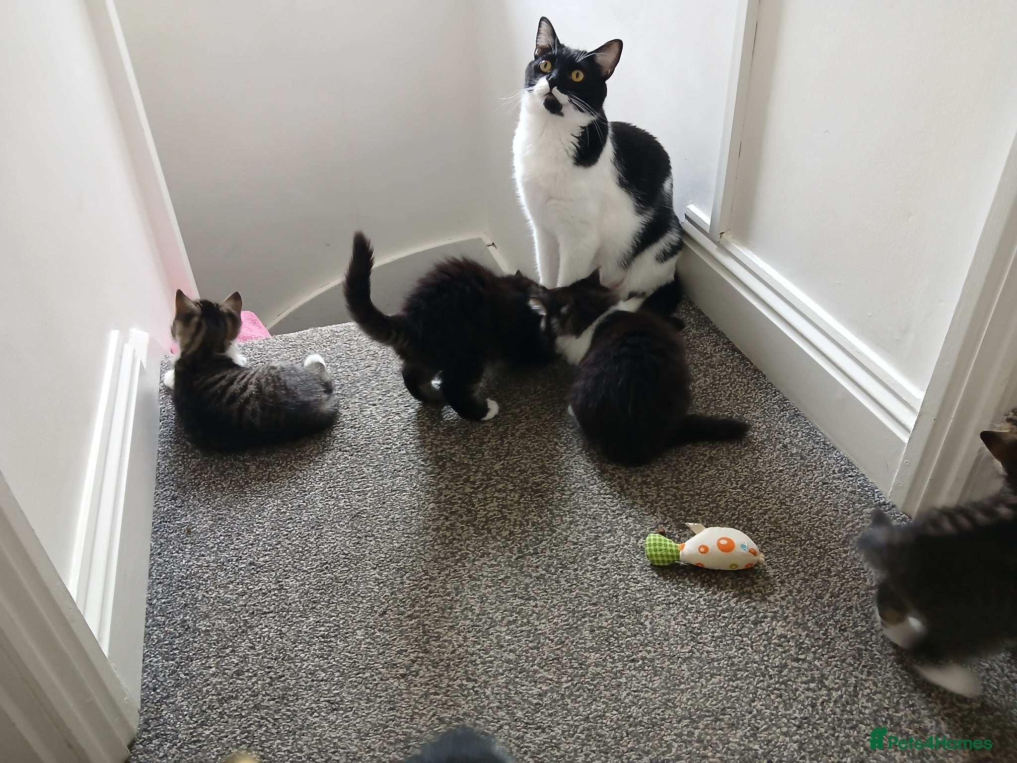 Mixed Breed cats kittens - Advert 1