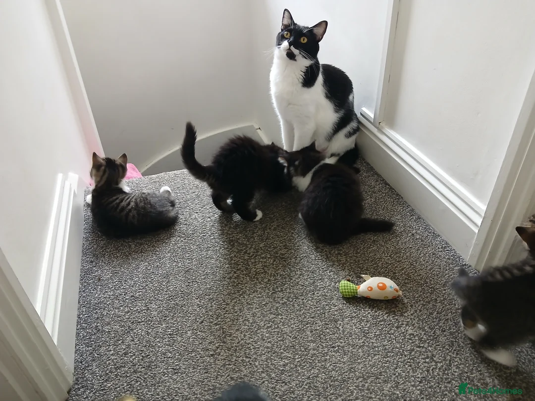 Mixed Breed cats for sale: kittens in Hitchin - Advert 1