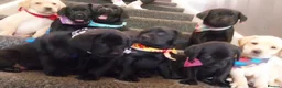 Labrador Retriever dogs for sale: KC registered - A beautiful black female labrador - Advert 7