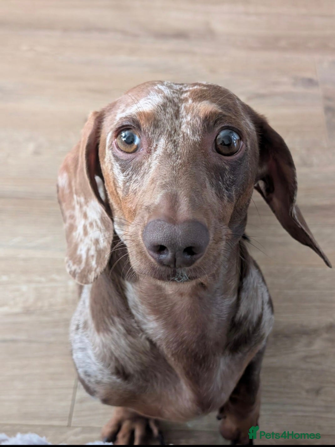 Miniature Dachshund dogs Chocolate and tan dapple miniature dachshund stud - Advert 6