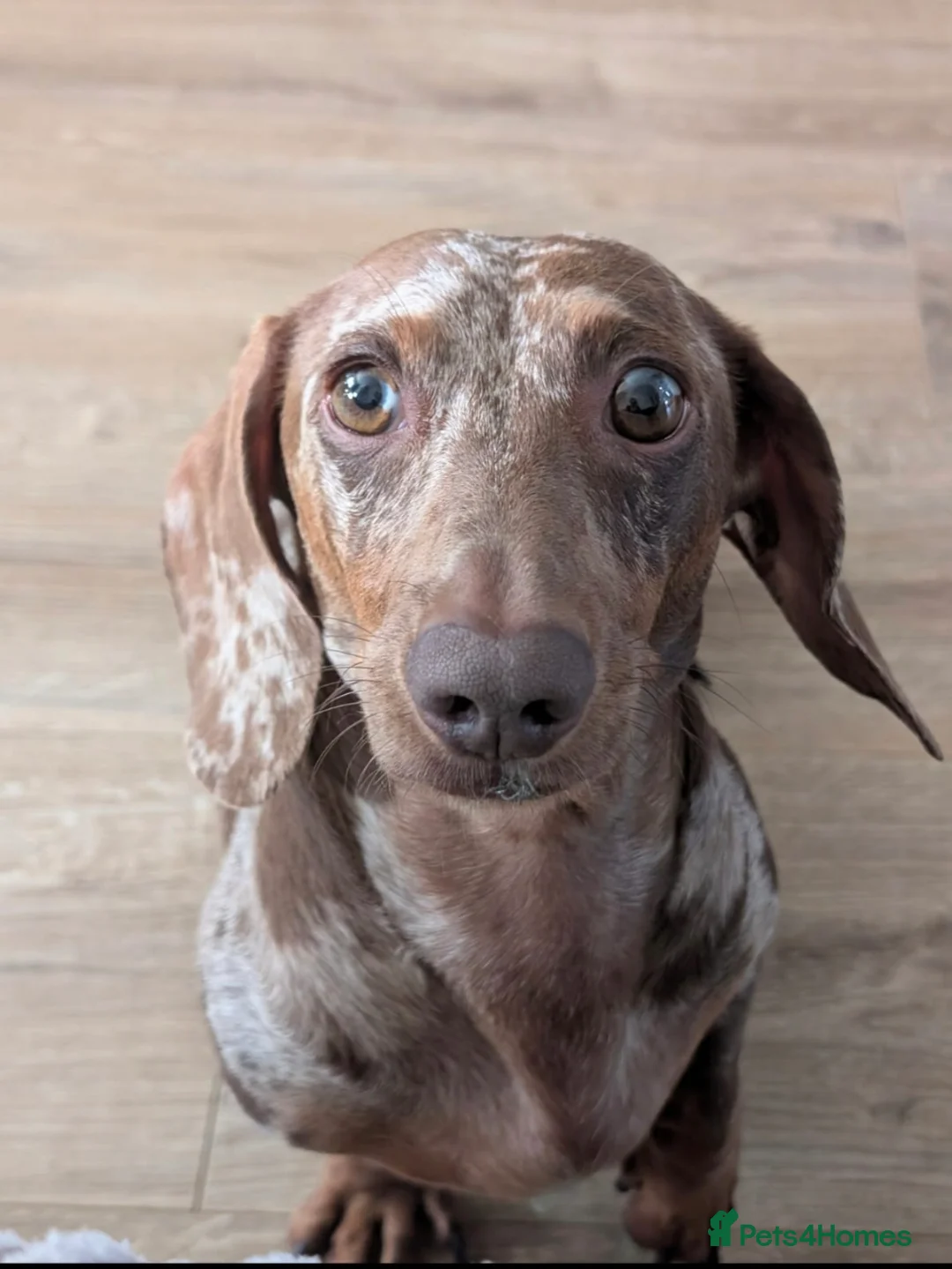 Miniature Dachshund dogs for stud: Chocolate and tan dapple miniature dachshund stud - Advert 1